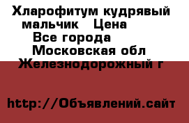 Хларофитум кудрявый мальчик › Цена ­ 30 - Все города  »    . Московская обл.,Железнодорожный г.